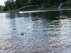 Rock skipping on the Willamette River