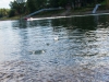 Rock skipping on the Willamette River