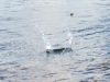 Rock skipping on the Willamette River