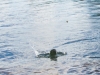 Rock skipping on the Willamette River