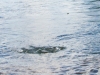 Rock skipping on the Willamette River