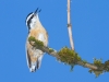 Red-breasted Nuthatch