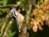 Red-breasted Nuthatch