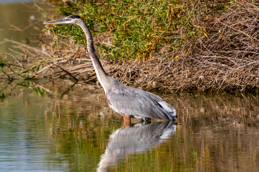 Great Blue Heron