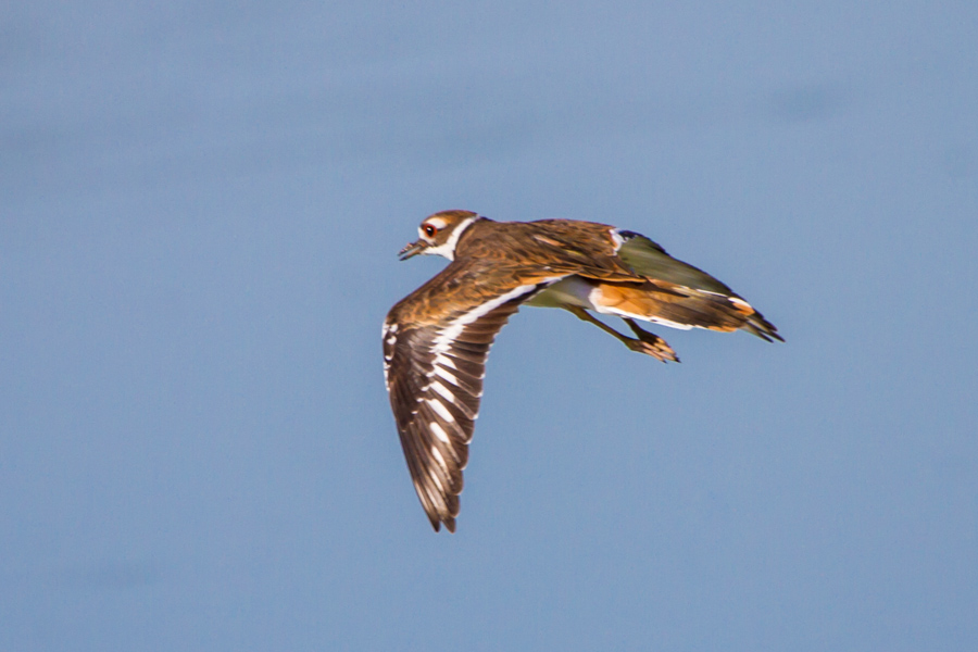 Killdeer