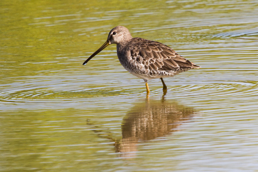 Long-billed Dowitcher