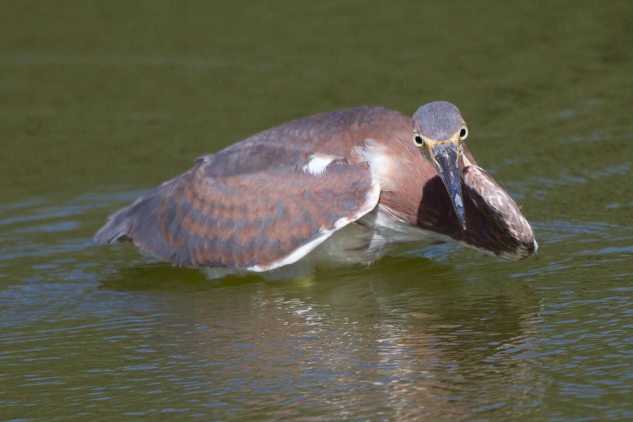 Tricolored Heron