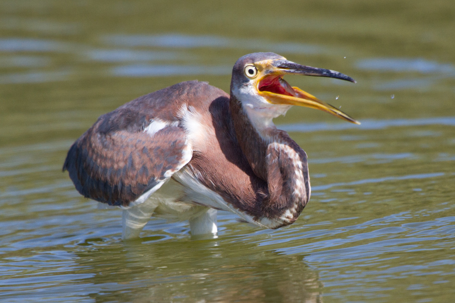 Tricolored Heron