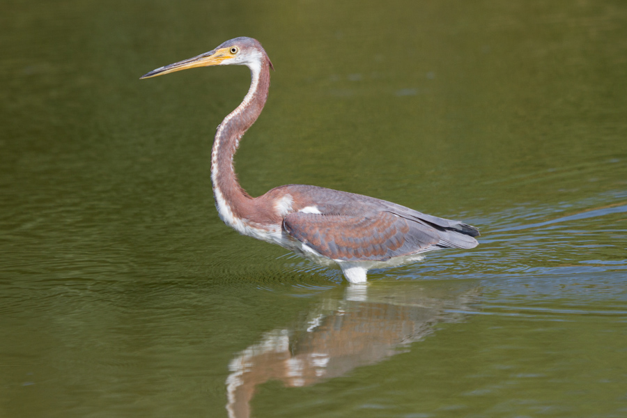 Tricolored Heron