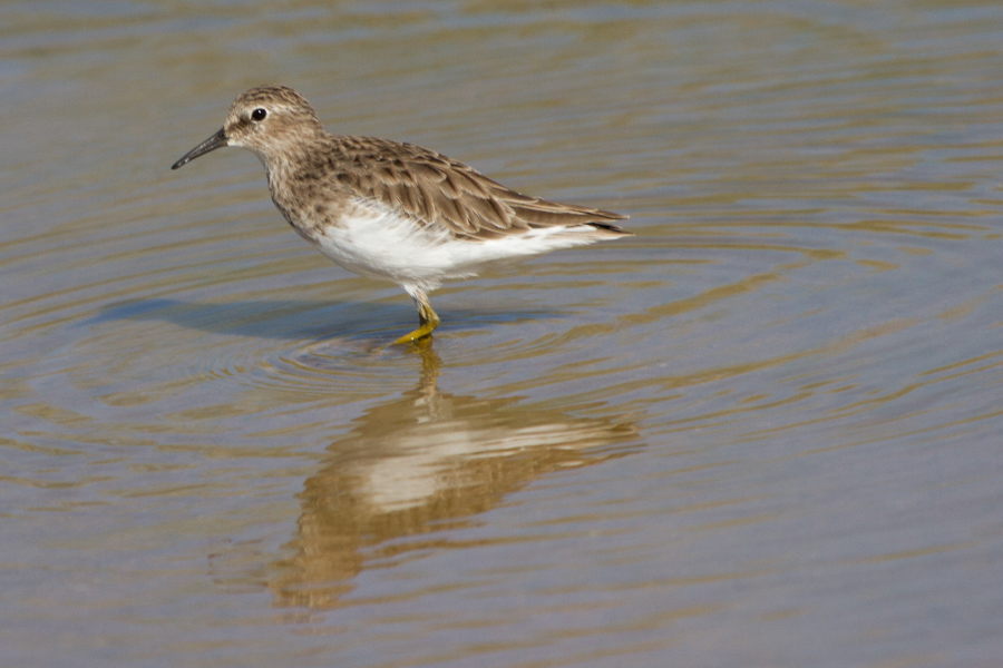 Least Sandpiper