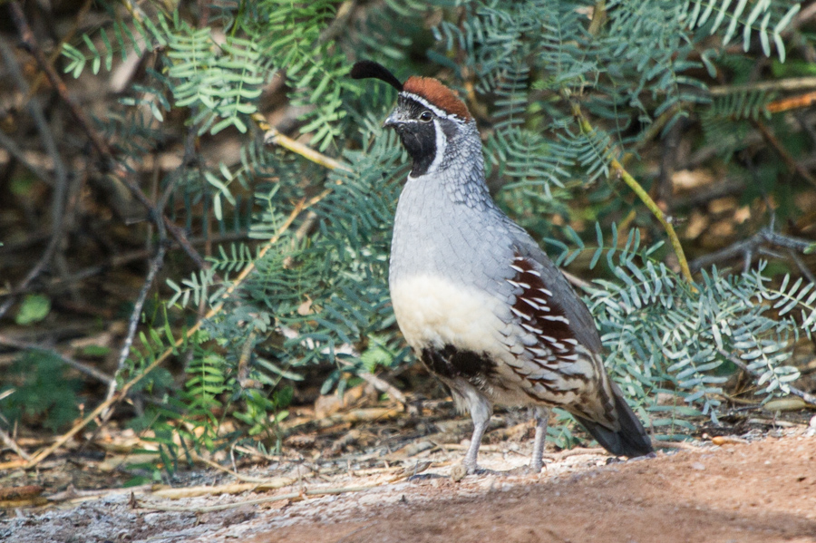 Gambel\'s Quail