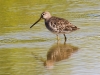 Long-billed Dowitcher