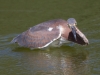 Tricolored Heron