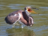 Tricolored Heron