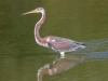 Tricolored Heron