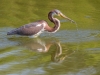 Tricolored Heron