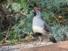 Gambel's Quail