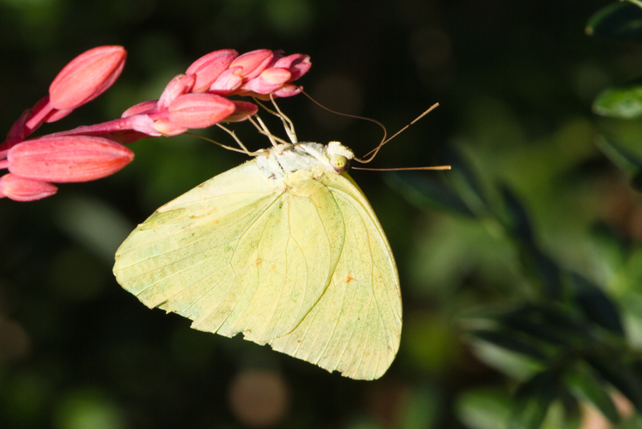 Sleepy Orange Butterfly