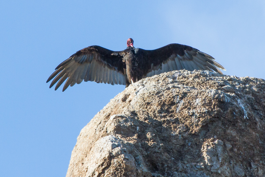 Turkey Vulture