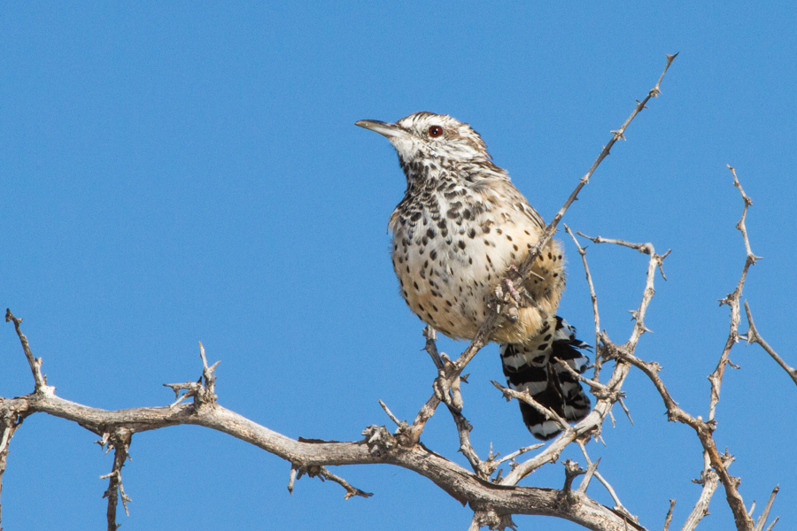 Cactus Wren