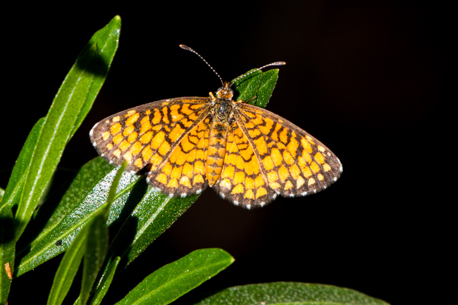 Arizona Checkerspot