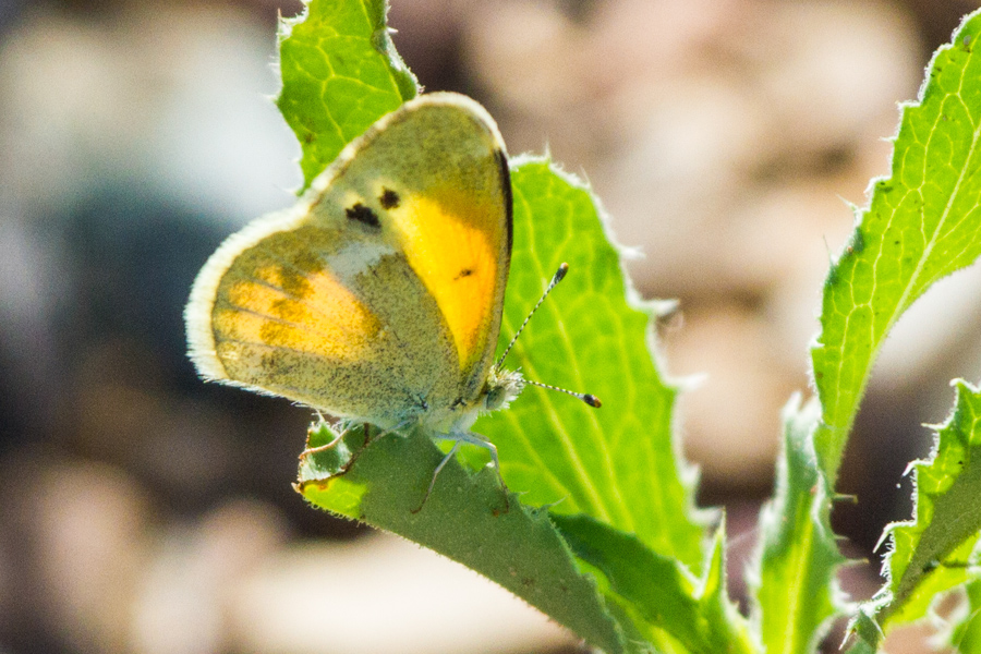 Dainty Sulphur