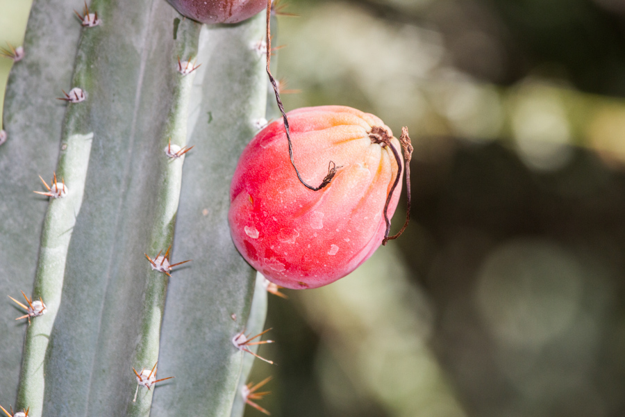 Cactus Flower