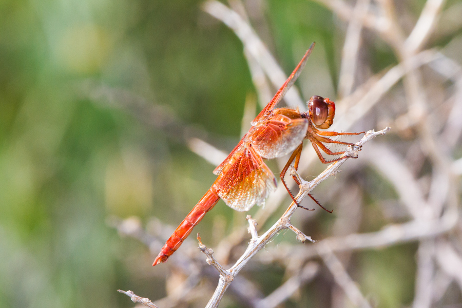 Flame Skimmer