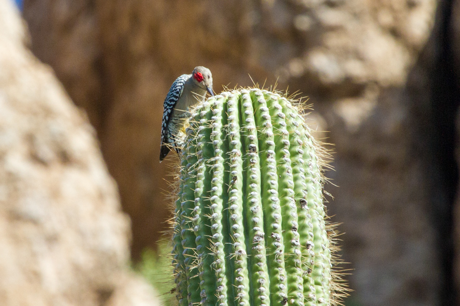 Gila Woodpecker