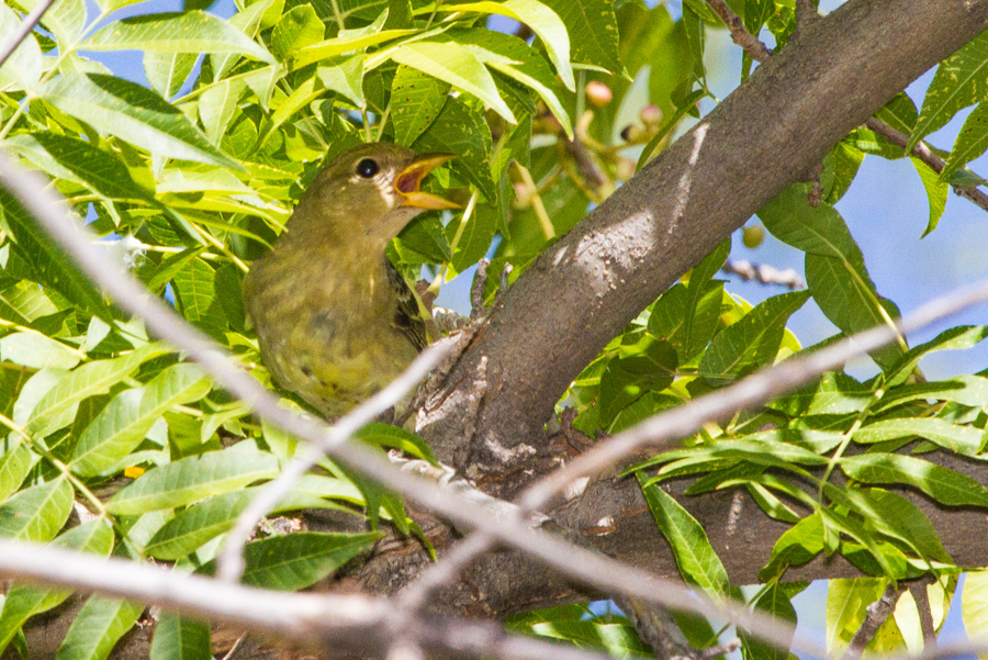 Western Tanager