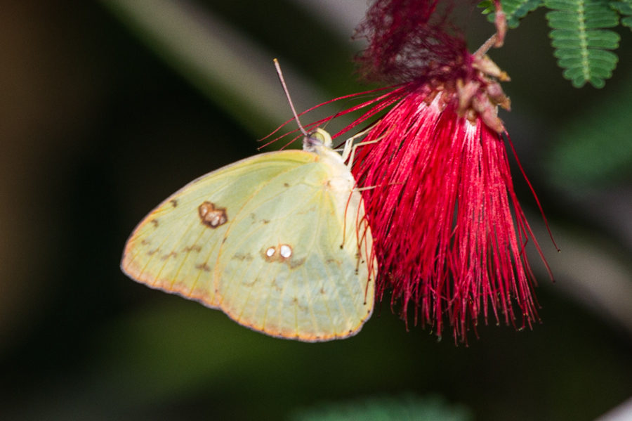 Cloudless Sulphur