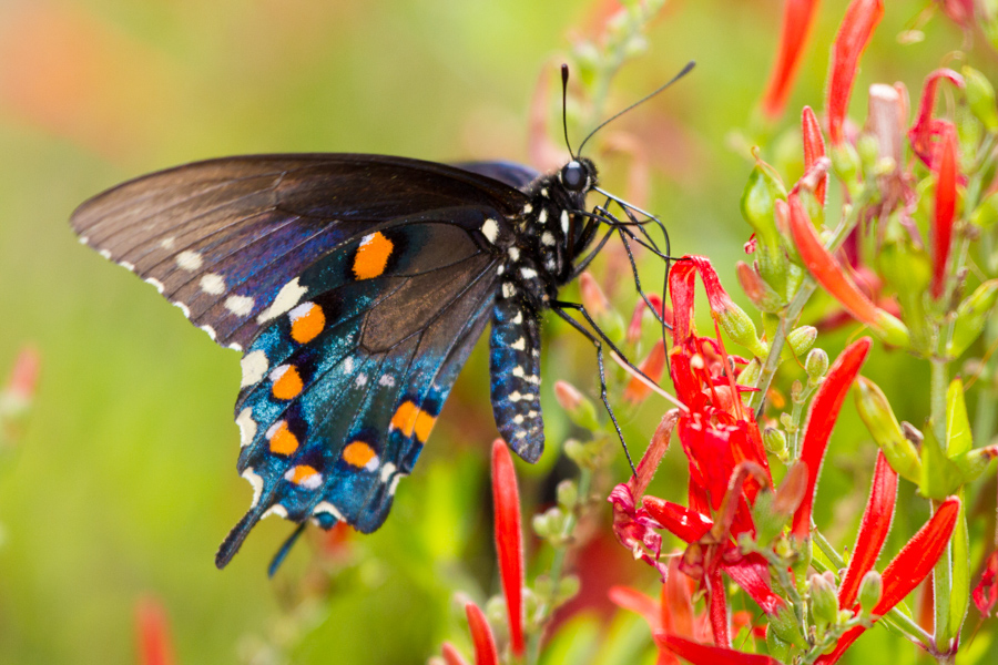 Pipevine Swallowtail