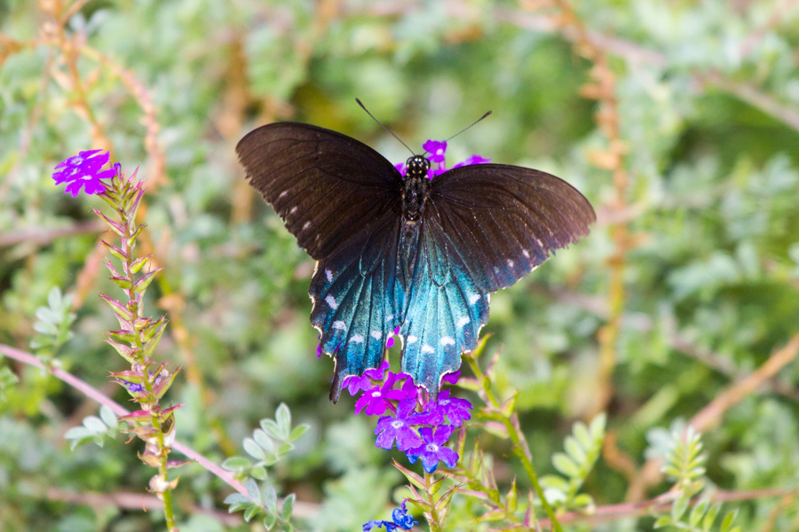 Pipevine Swallowtail