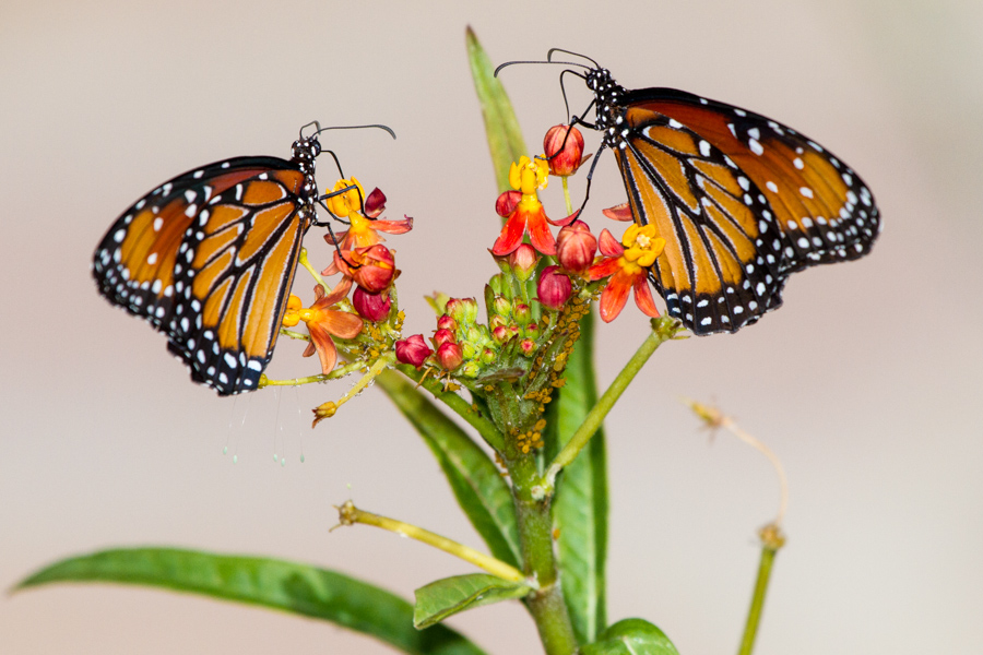 Queen Butterfly