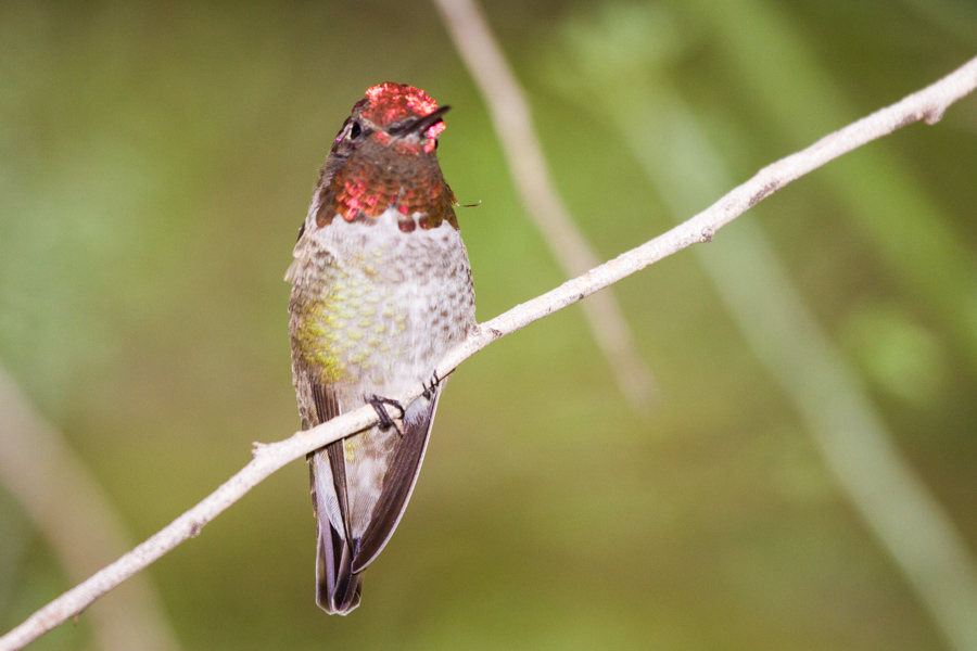 Anna\'s Hummingbird