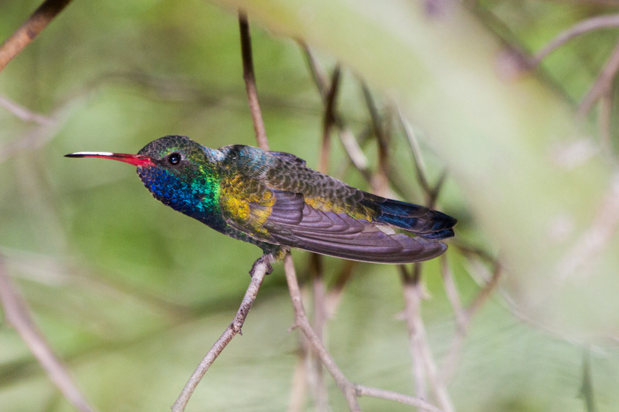 Broad-billed Hummingbird