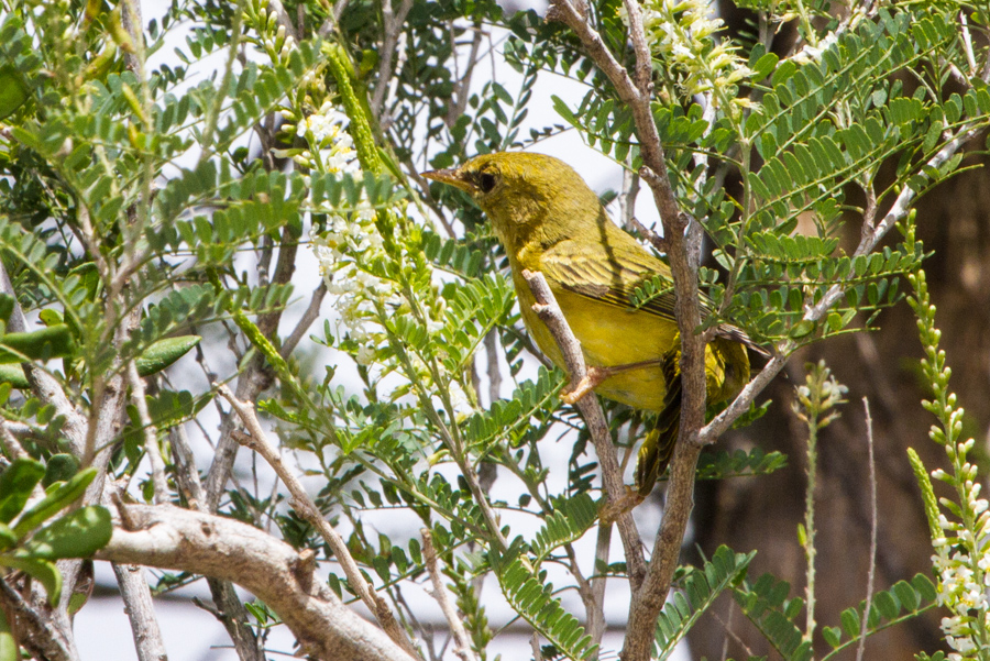 Yellow Warbler