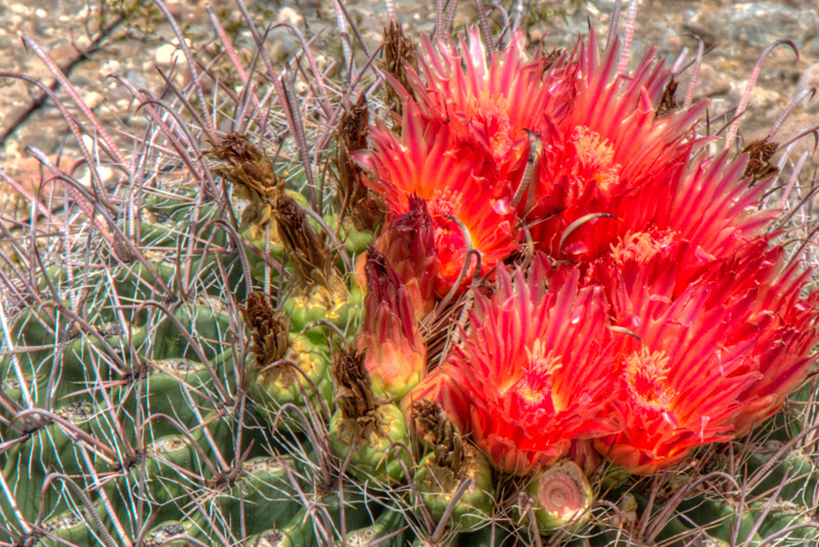 Cactus Flower