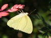 Sleepy Orange Butterfly