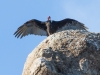 Turkey Vulture