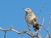 Cactus Wren