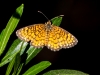 Arizona Checkerspot