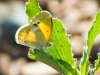 Dainty Sulphur