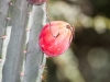 Cactus Flower