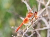 Flame Skimmer