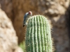 Gila Woodpecker