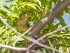 Western Tanager