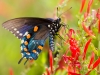 Pipevine Swallowtail