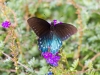 Pipevine Swallowtail