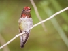 Anna's Hummingbird